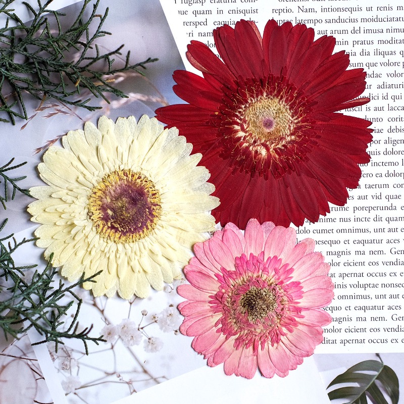 1pcs/7-9cm,Pressed Gerbera Dri - Resin Craft Ideas ulasan dan harga