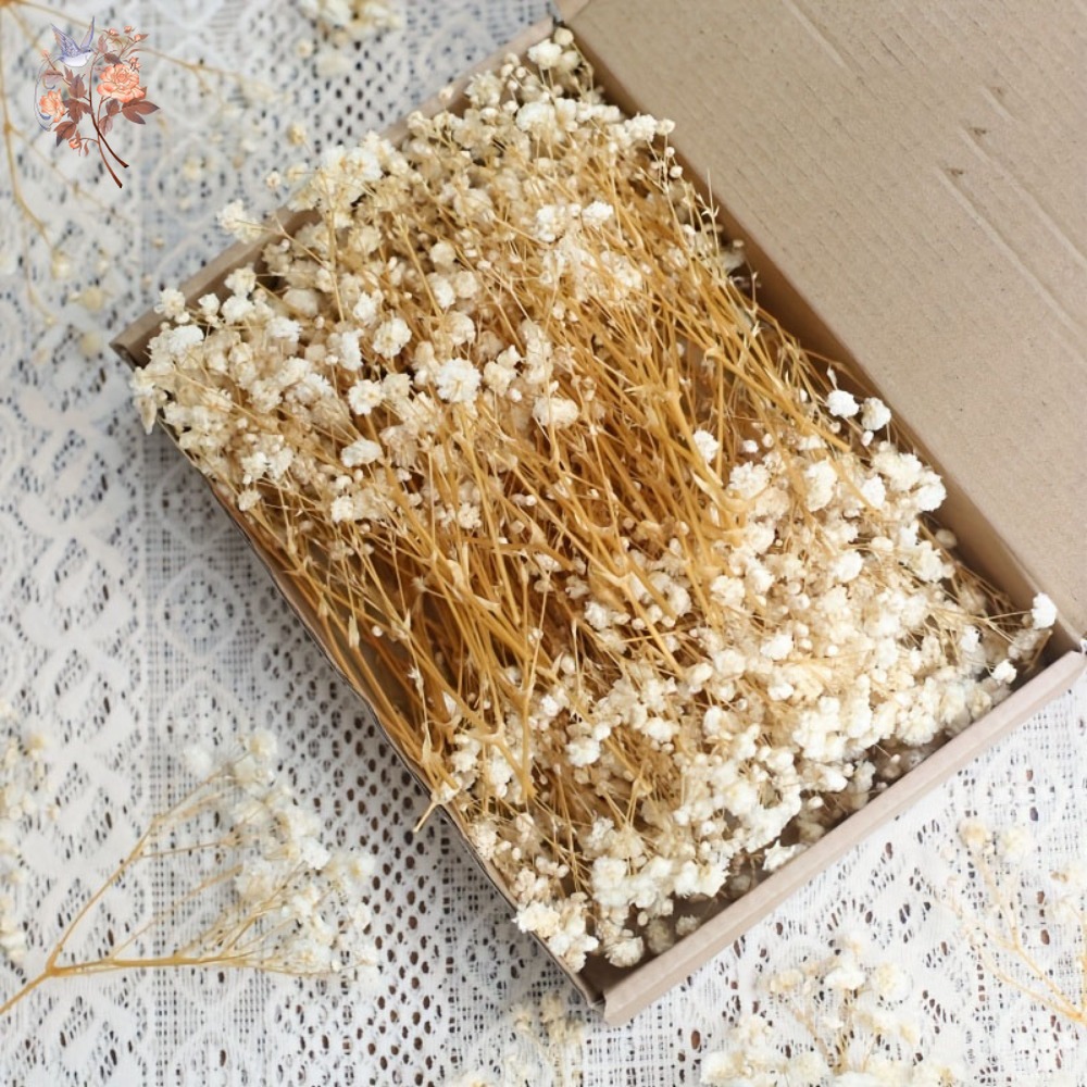 100pcs Mini Dried Baby's Breat - Resin Craft Ideas ulasan dan harga